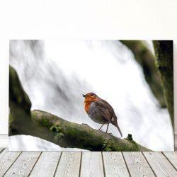 Robin on a Branch