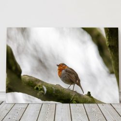 Robin on a Branch