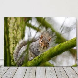 Squirrel on a Branch