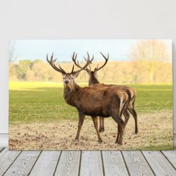 Mirrored Stags